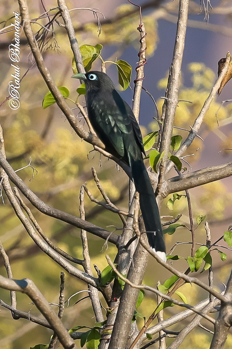 Blue-faced Malkoha - ML647530164