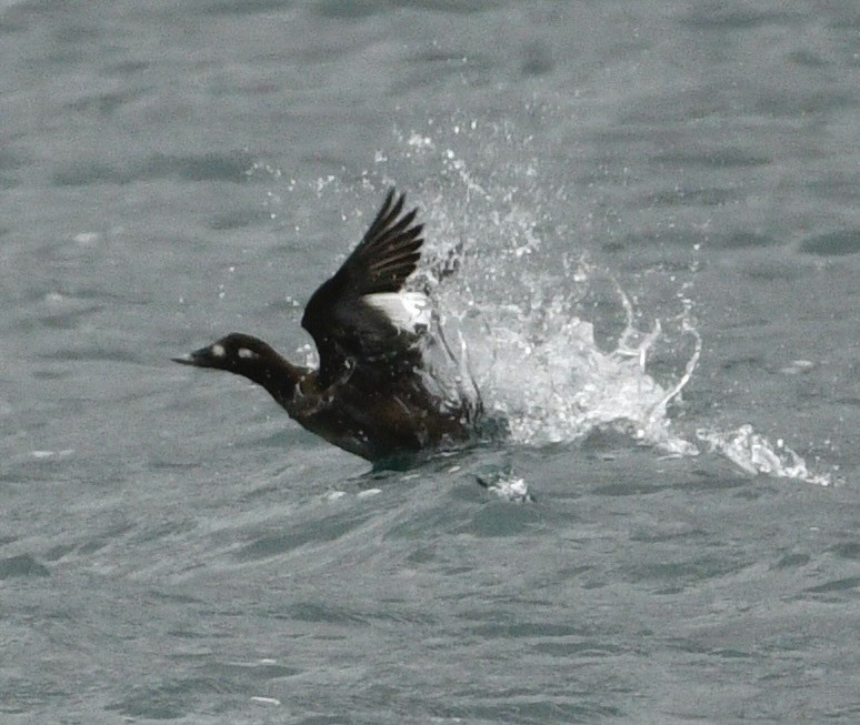 アメリカビロードキンクロ - ML647530166