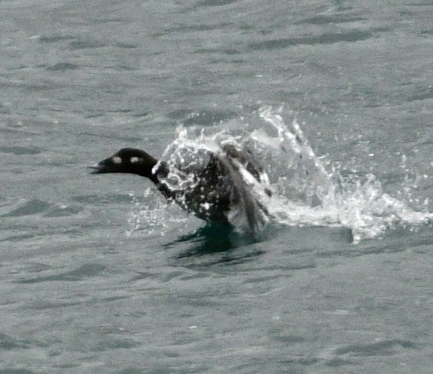 アメリカビロードキンクロ - ML647530167