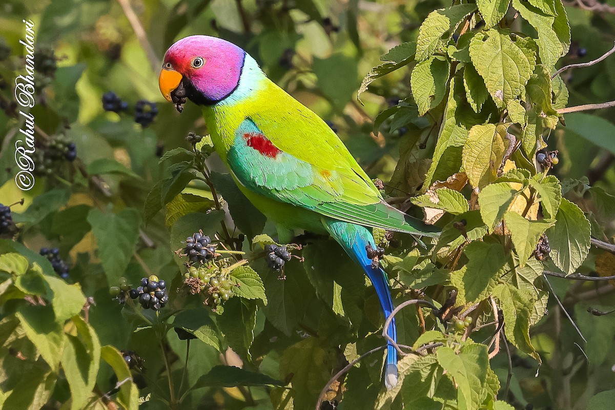 Erik Başlı Yeşil Papağan - ML647530179