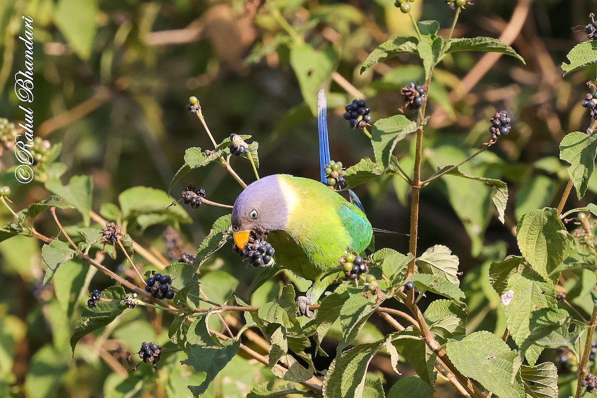 Erik Başlı Yeşil Papağan - ML647530186