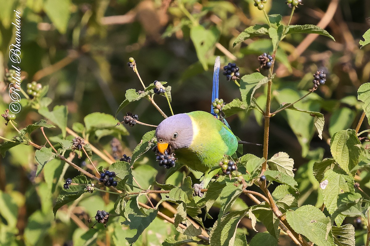 Erik Başlı Yeşil Papağan - ML647530187