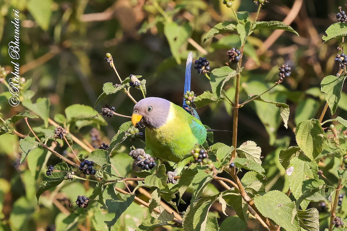 Erik Başlı Yeşil Papağan - ML647530189