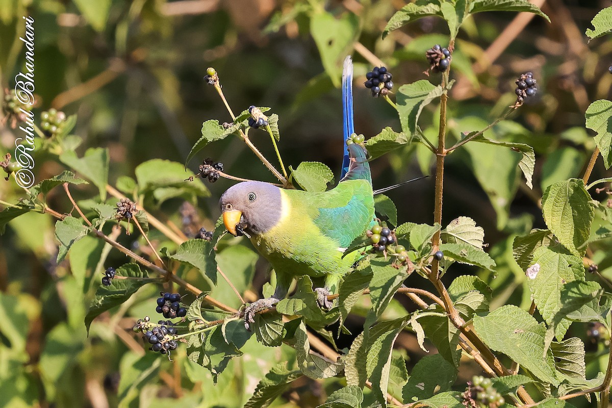 Erik Başlı Yeşil Papağan - ML647530190