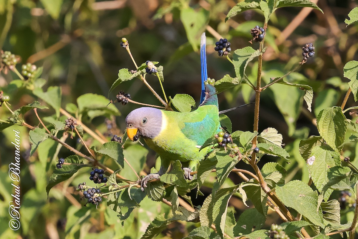 Erik Başlı Yeşil Papağan - ML647530191