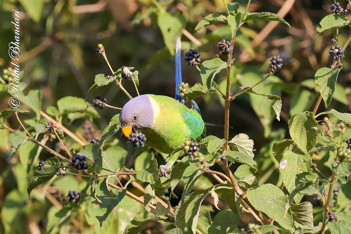 Erik Başlı Yeşil Papağan - ML647530192