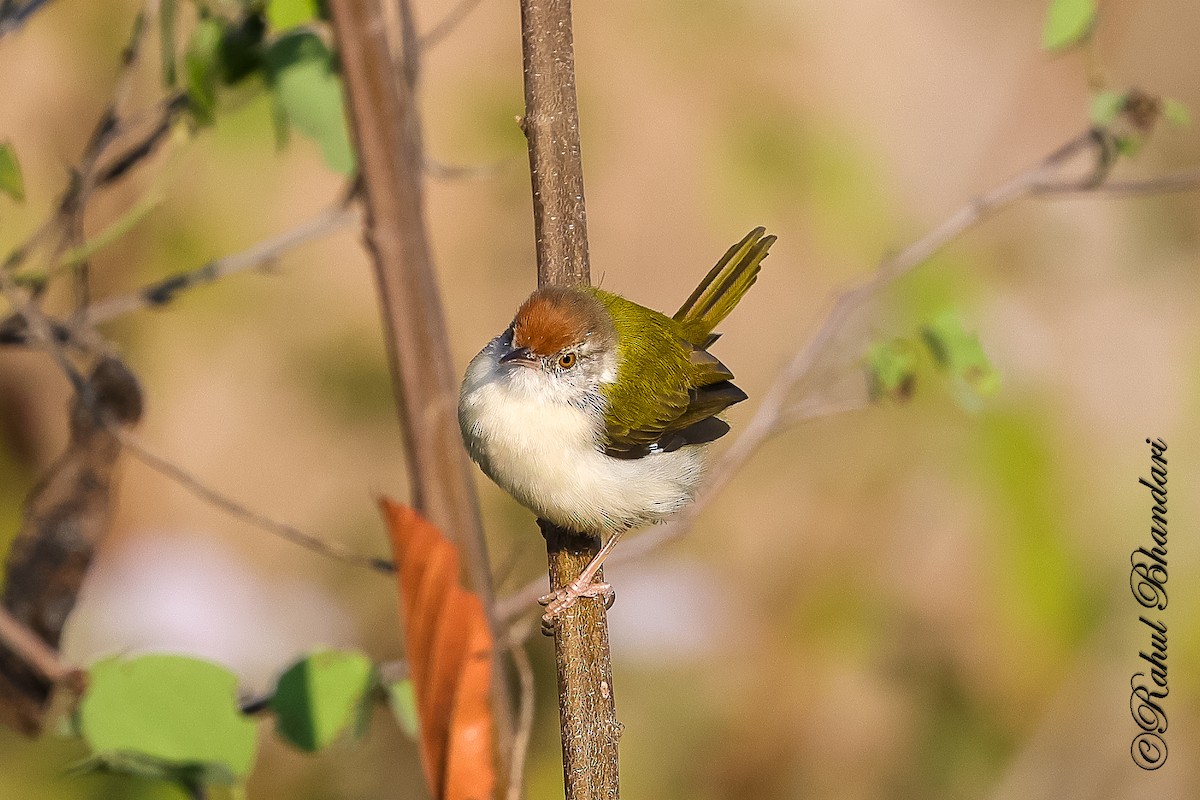 Common Tailorbird - ML647530194