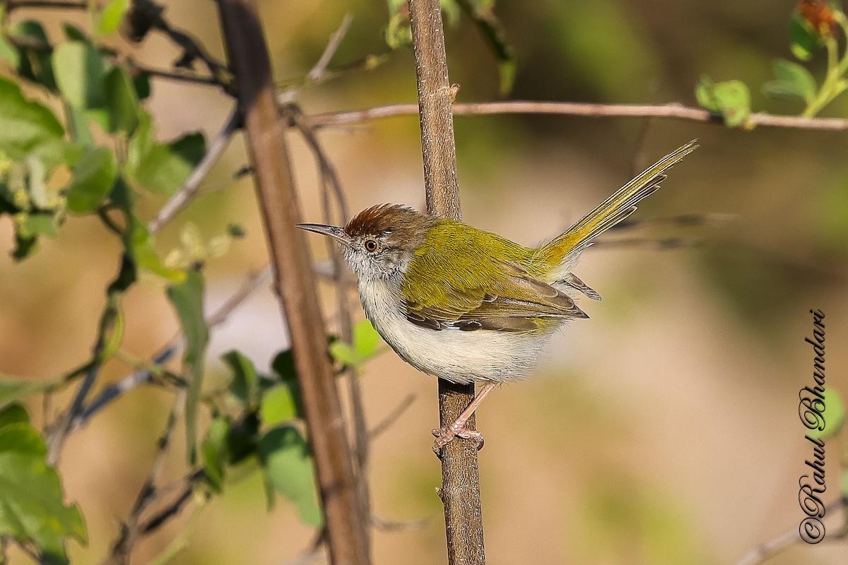 Common Tailorbird - ML647530195