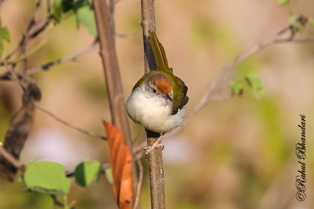 Common Tailorbird - ML647530196