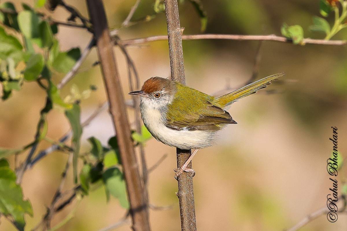 Common Tailorbird - ML647530197