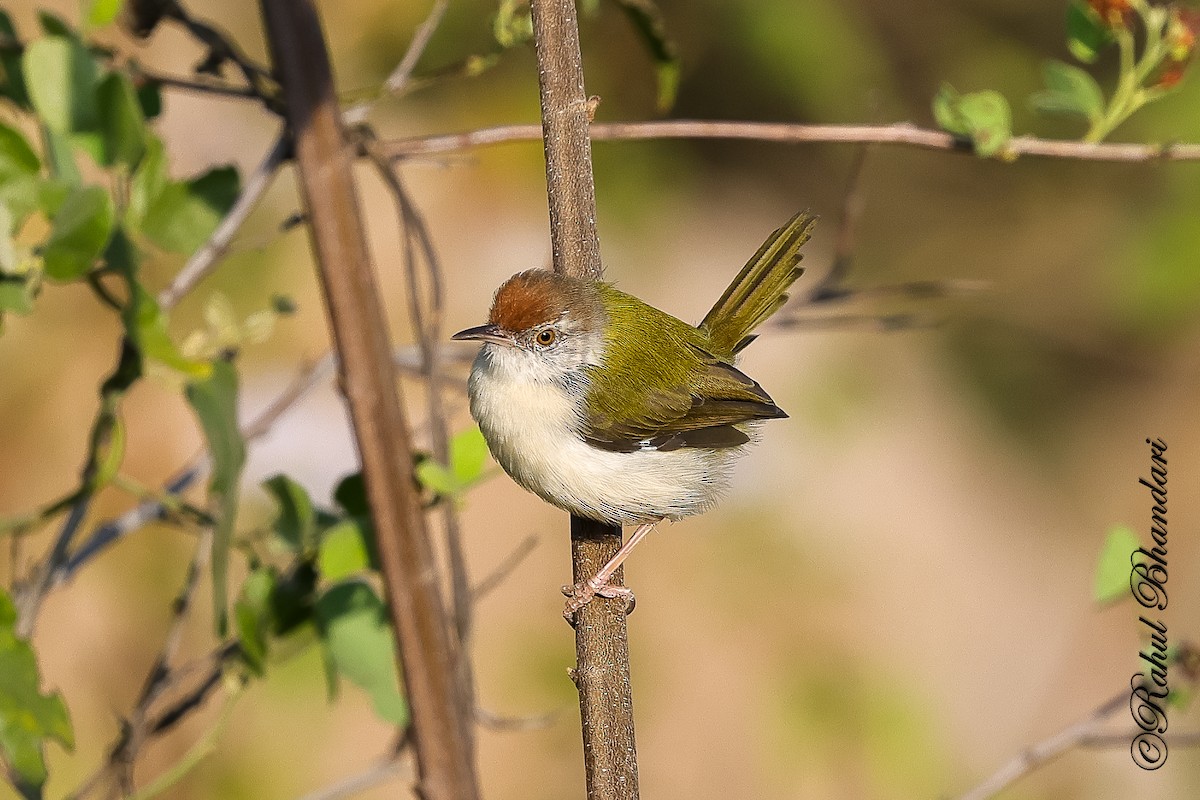 Common Tailorbird - ML647530198