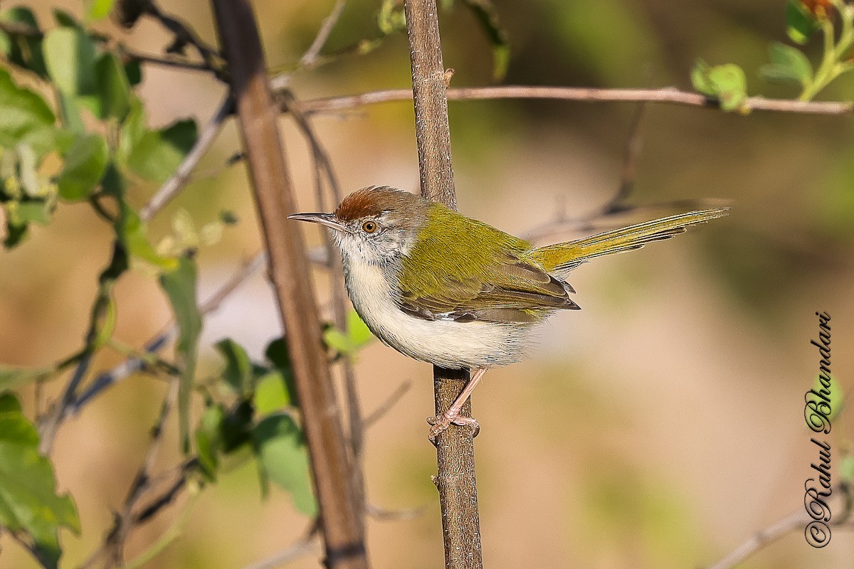 Common Tailorbird - ML647530199