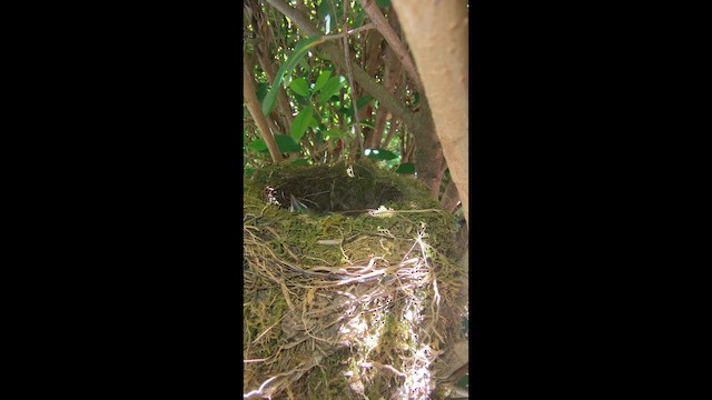 Дрізд рудочеревий - ML647530216