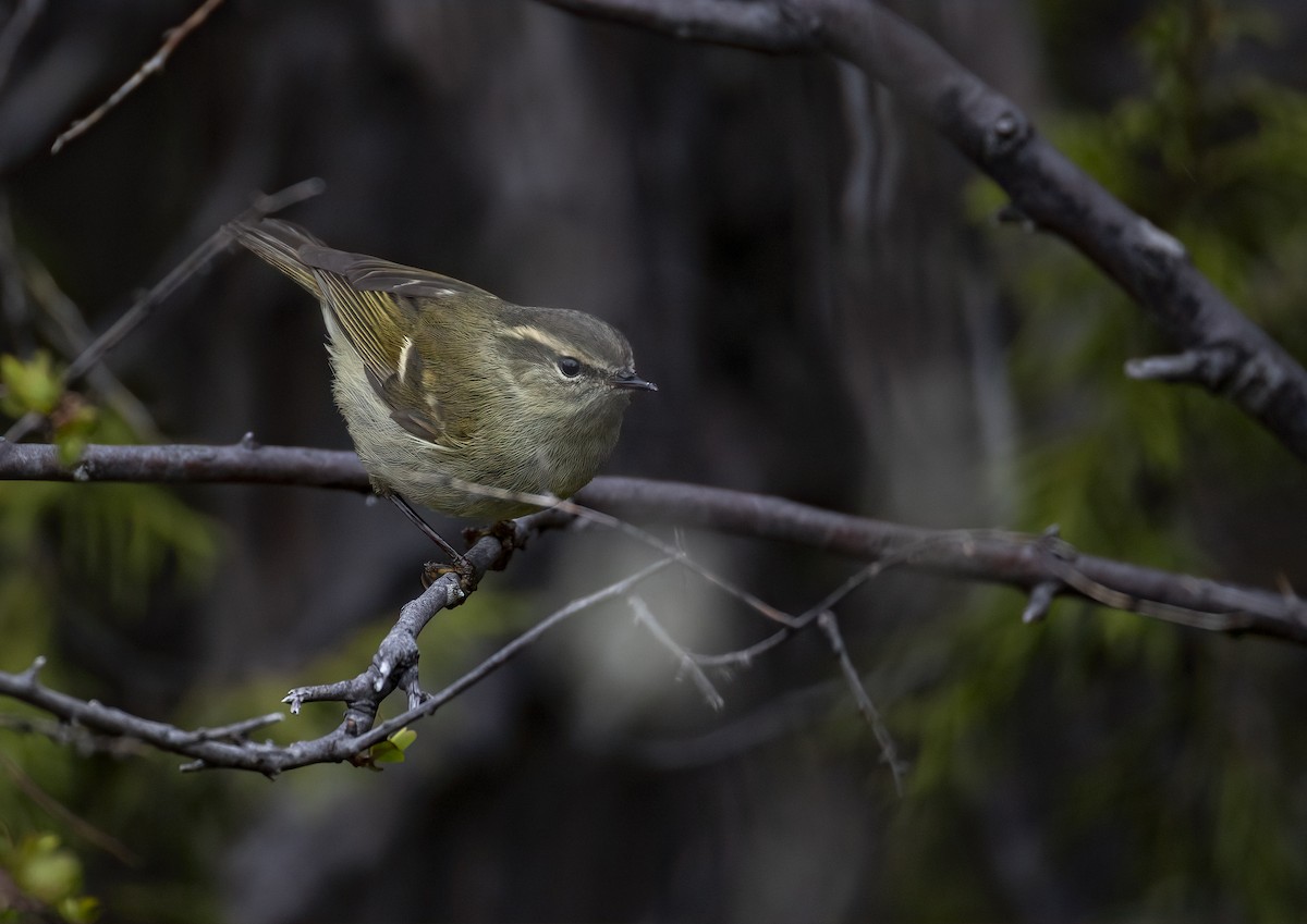 チャバネムシクイ - ML647530217