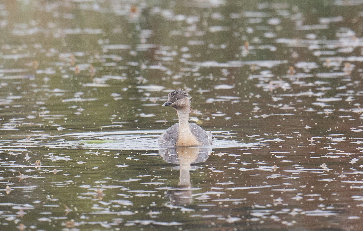 Zampullín Canoso - ML647530219