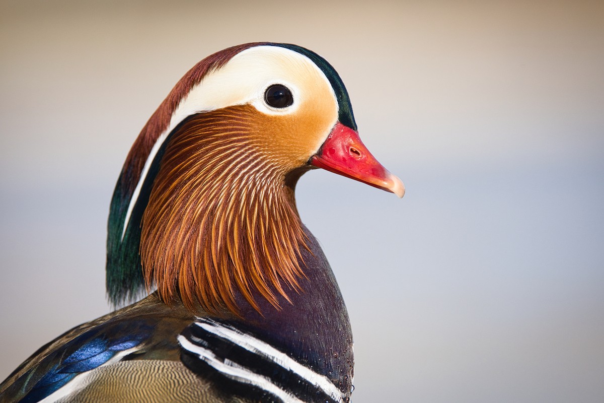 Mandarin Duck - ML647530224