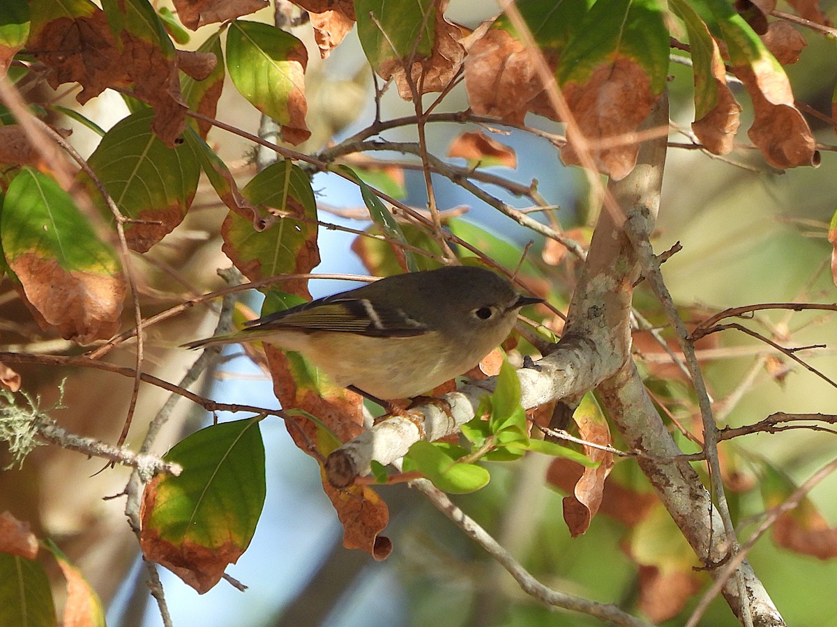 králíček americký - ML647530230