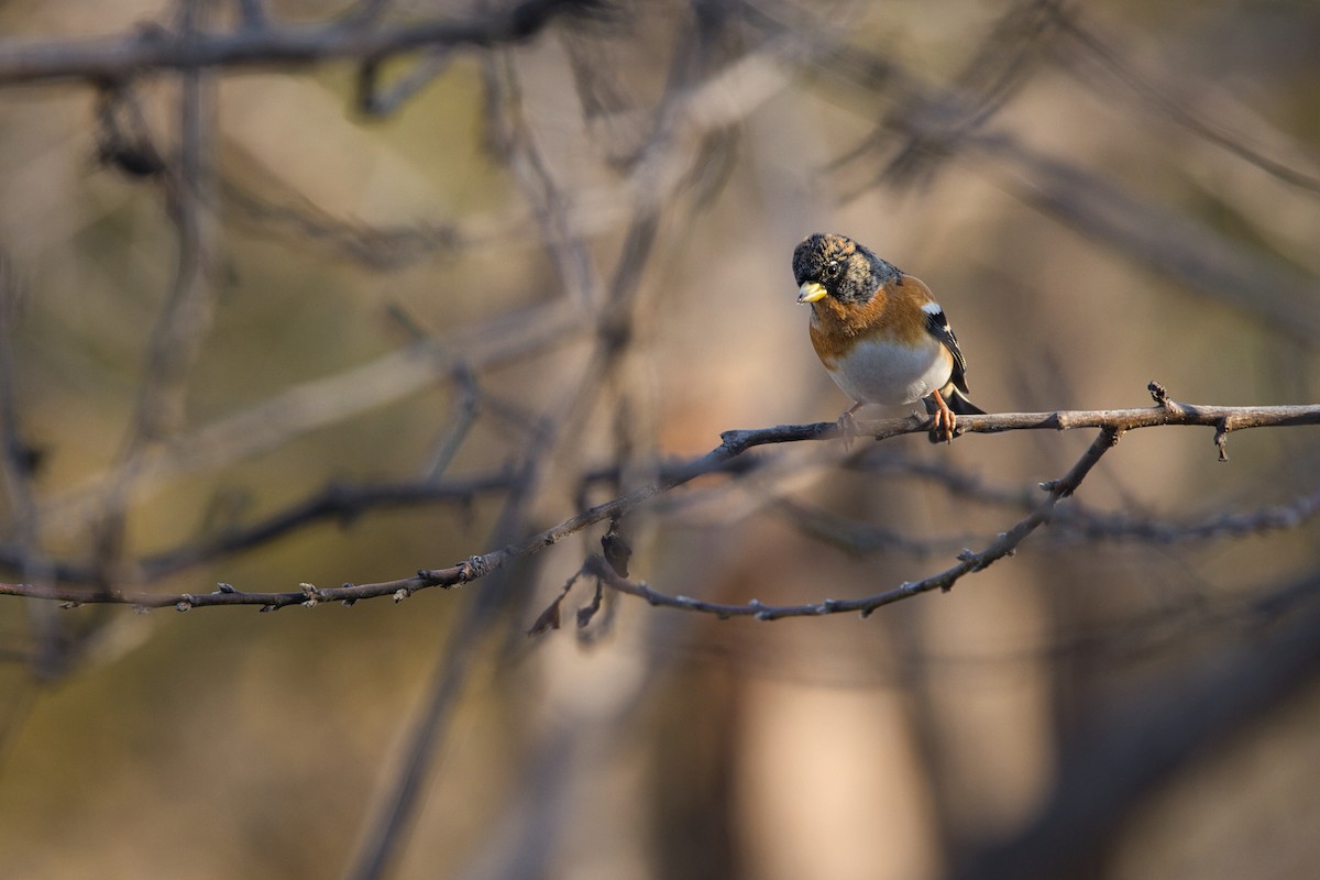 Pinzón Real - ML647530234