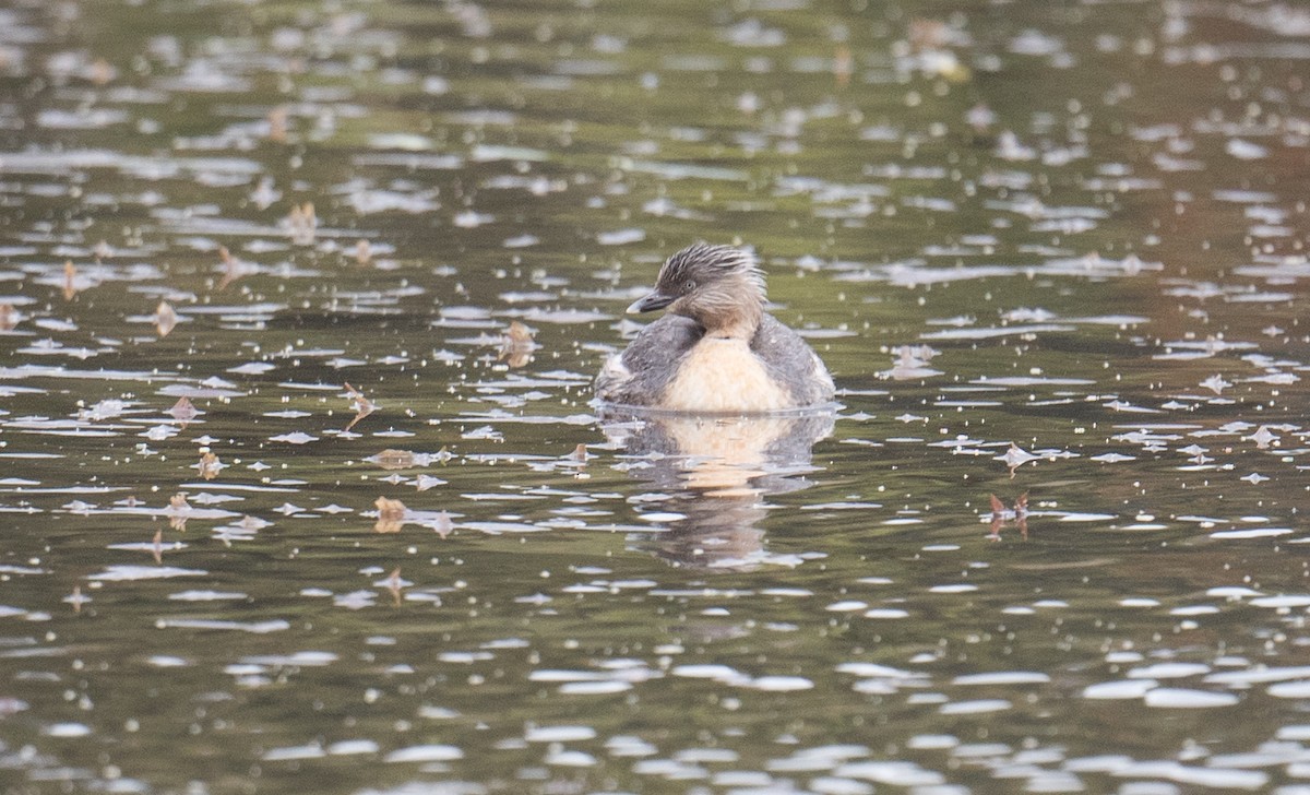 Zampullín Canoso - ML647530257