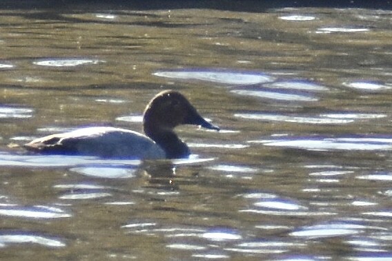 Murgilari bizkarzuria - ML647530262