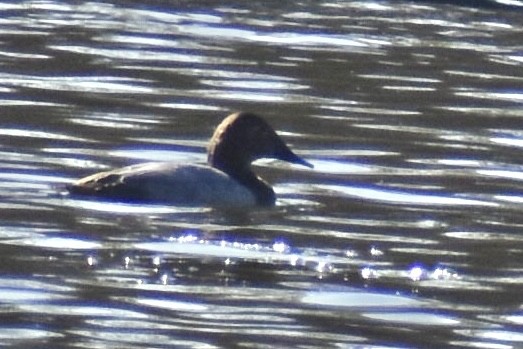 Murgilari bizkarzuria - ML647530263