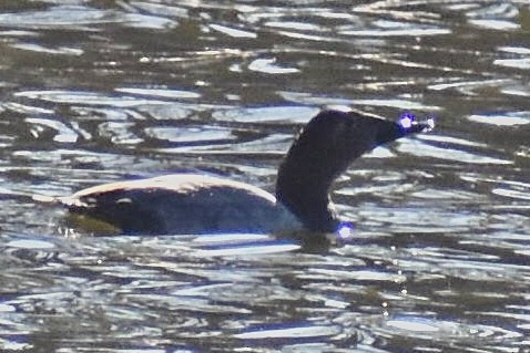 Murgilari bizkarzuria - ML647530264