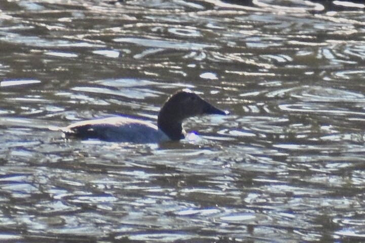 Murgilari bizkarzuria - ML647530265