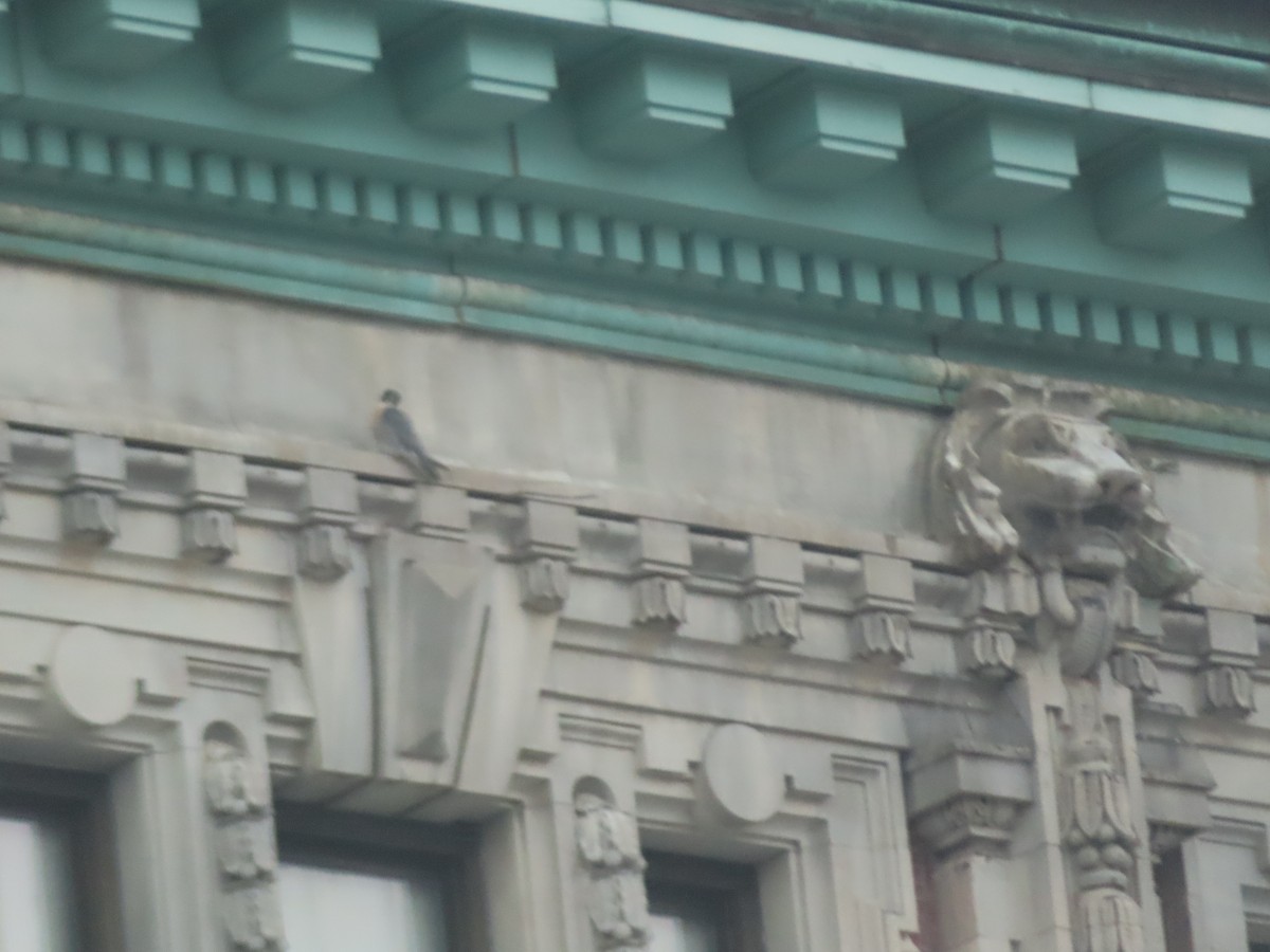 Peregrine Falcon - ML647530273