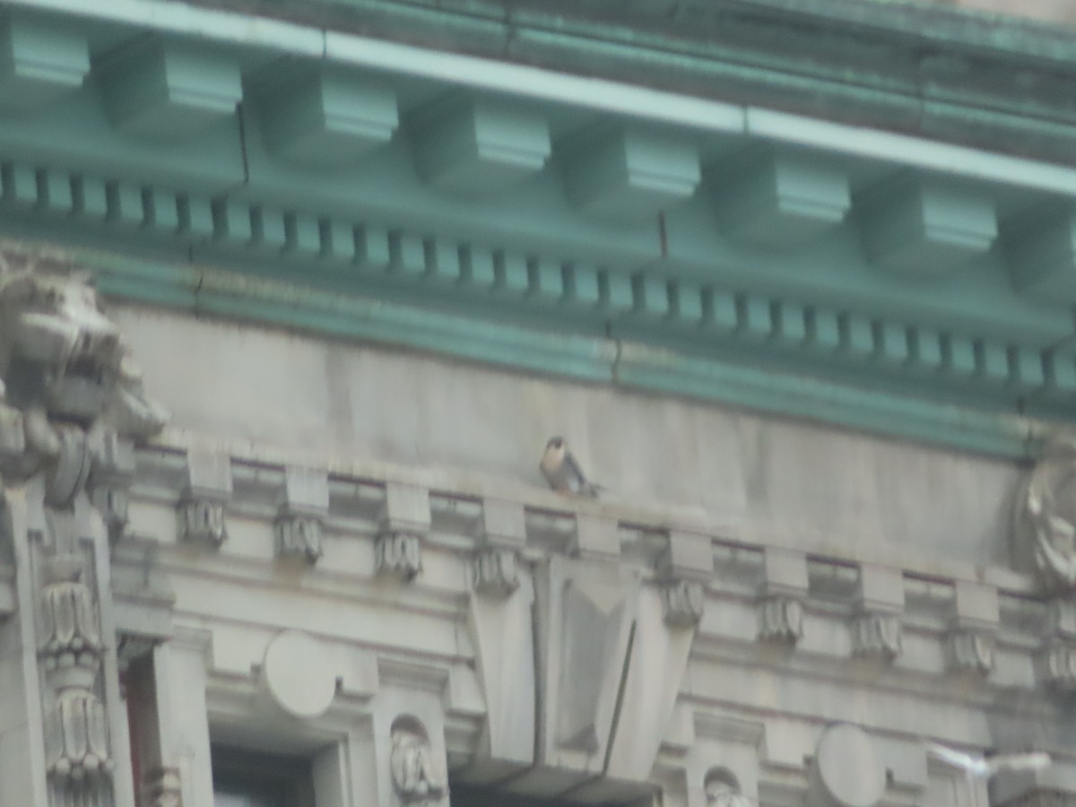 Peregrine Falcon - ML647530274