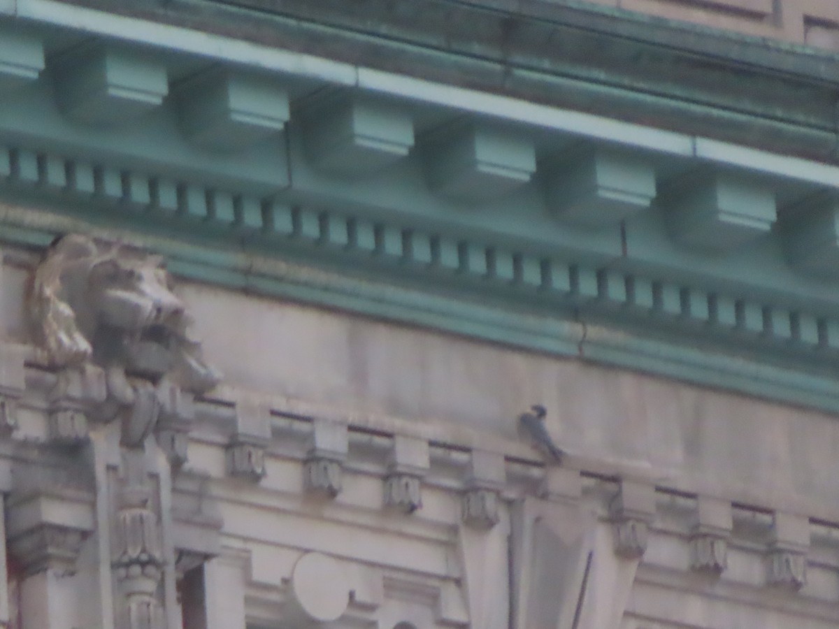 Peregrine Falcon - ML647530275