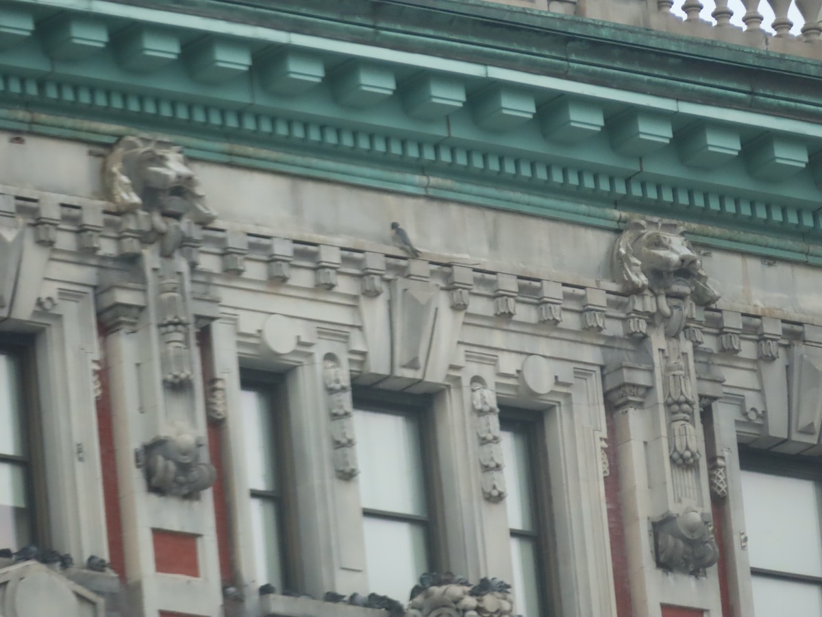 Peregrine Falcon - ML647530276