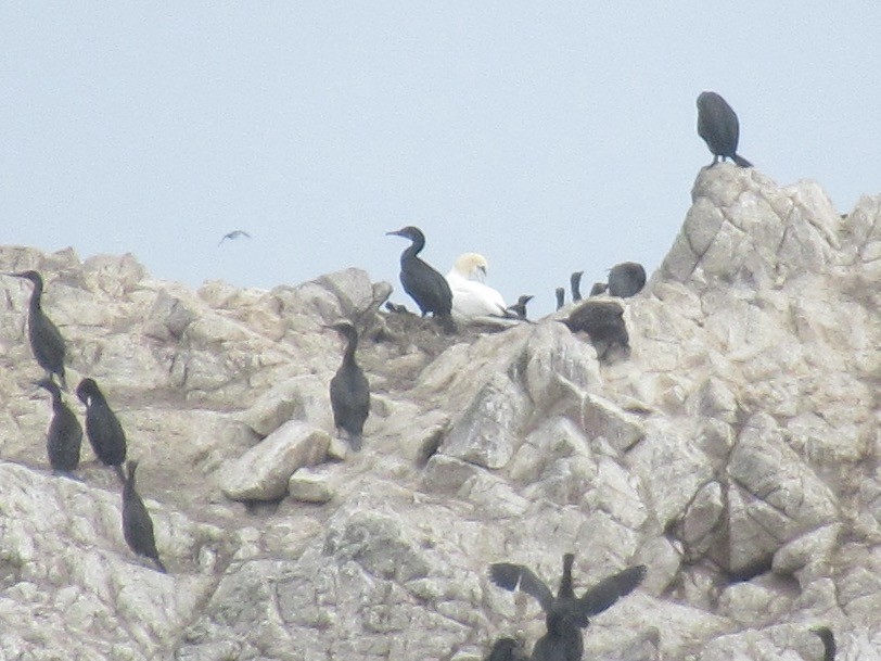 Northern Gannet - ML647530289