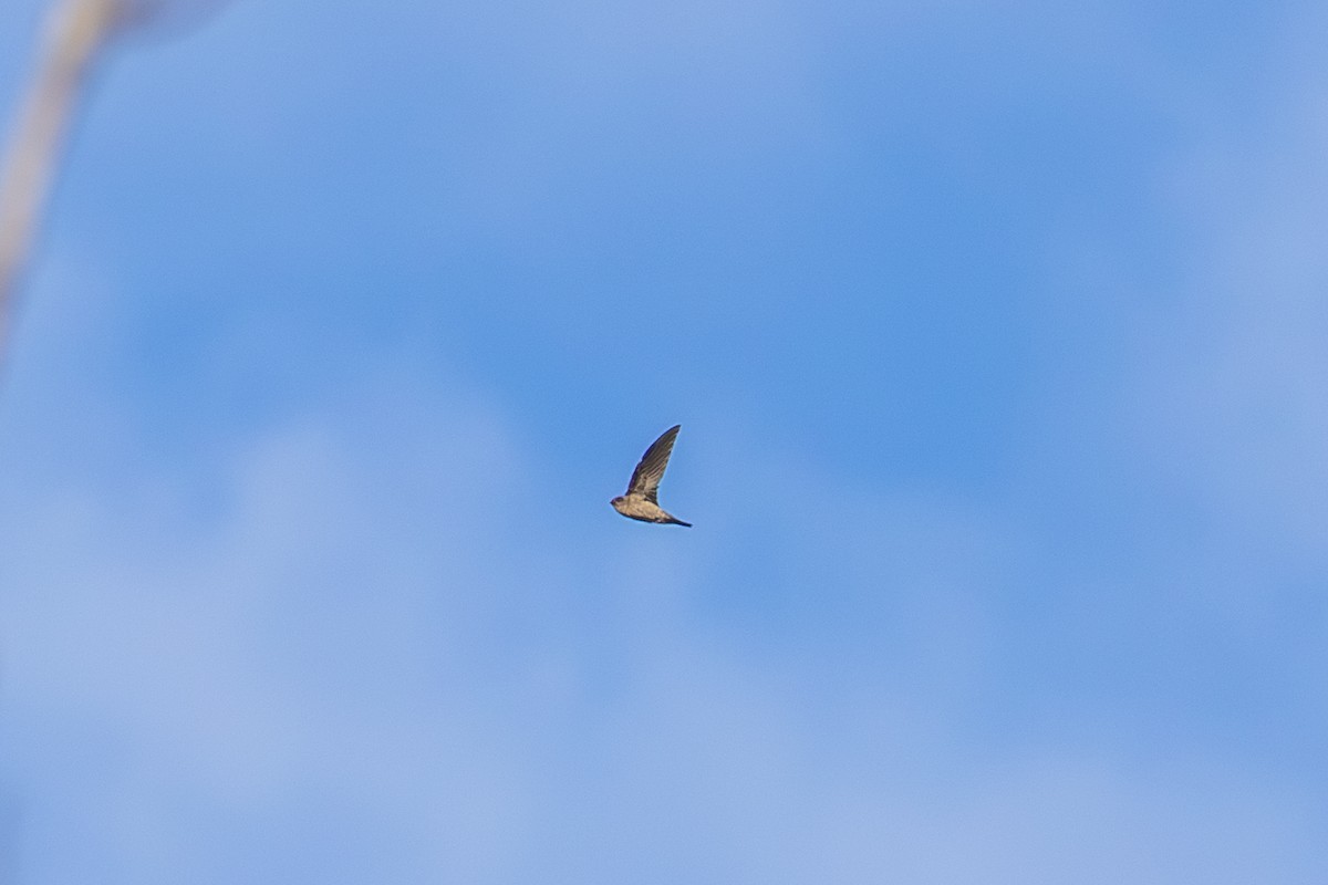 Asian Palm Swift - ML647530325