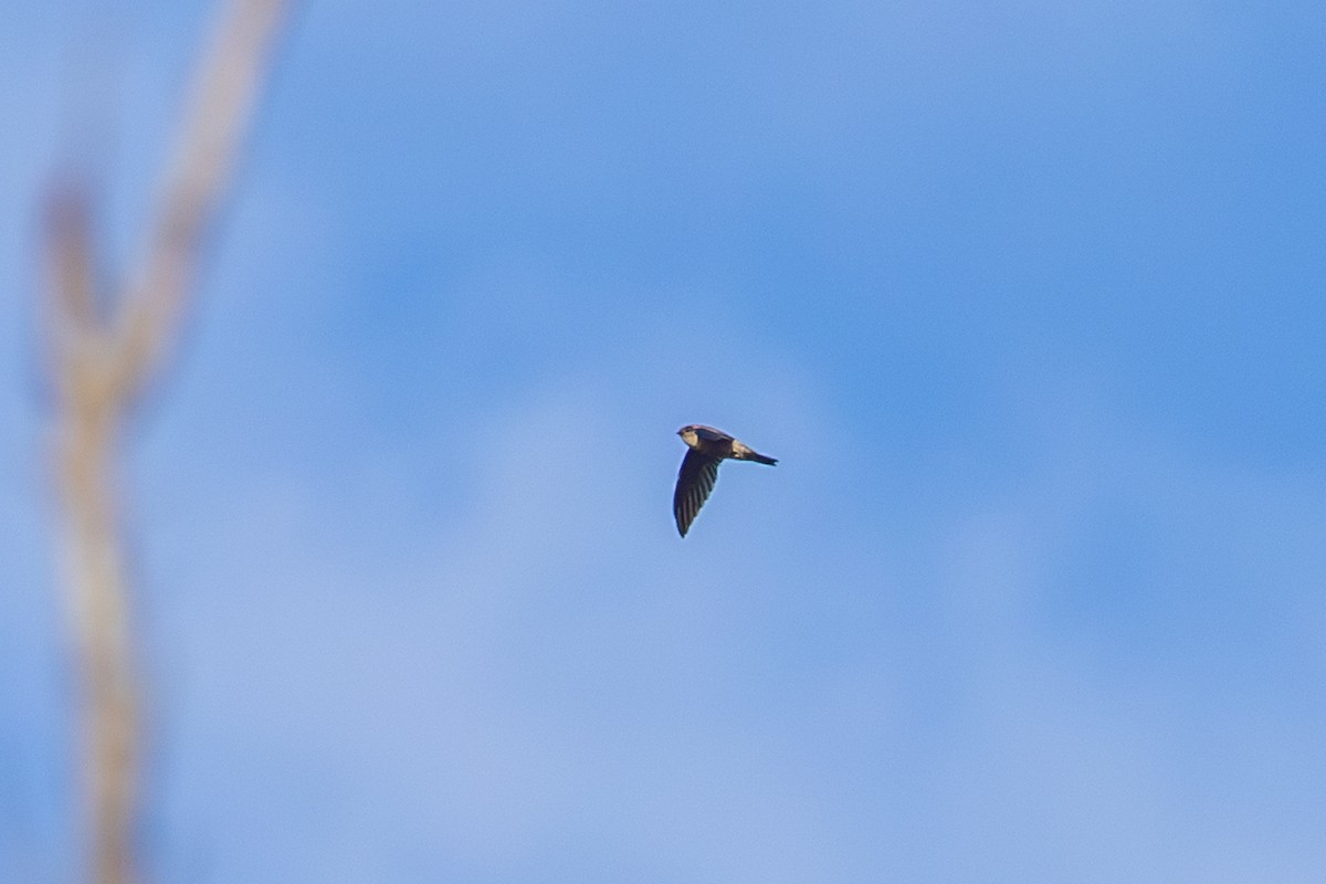 Asian Palm Swift - ML647530326