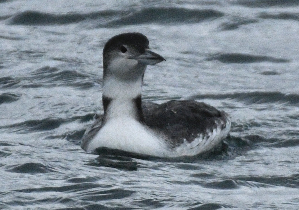 Buz Dalgıcı - ML647530337