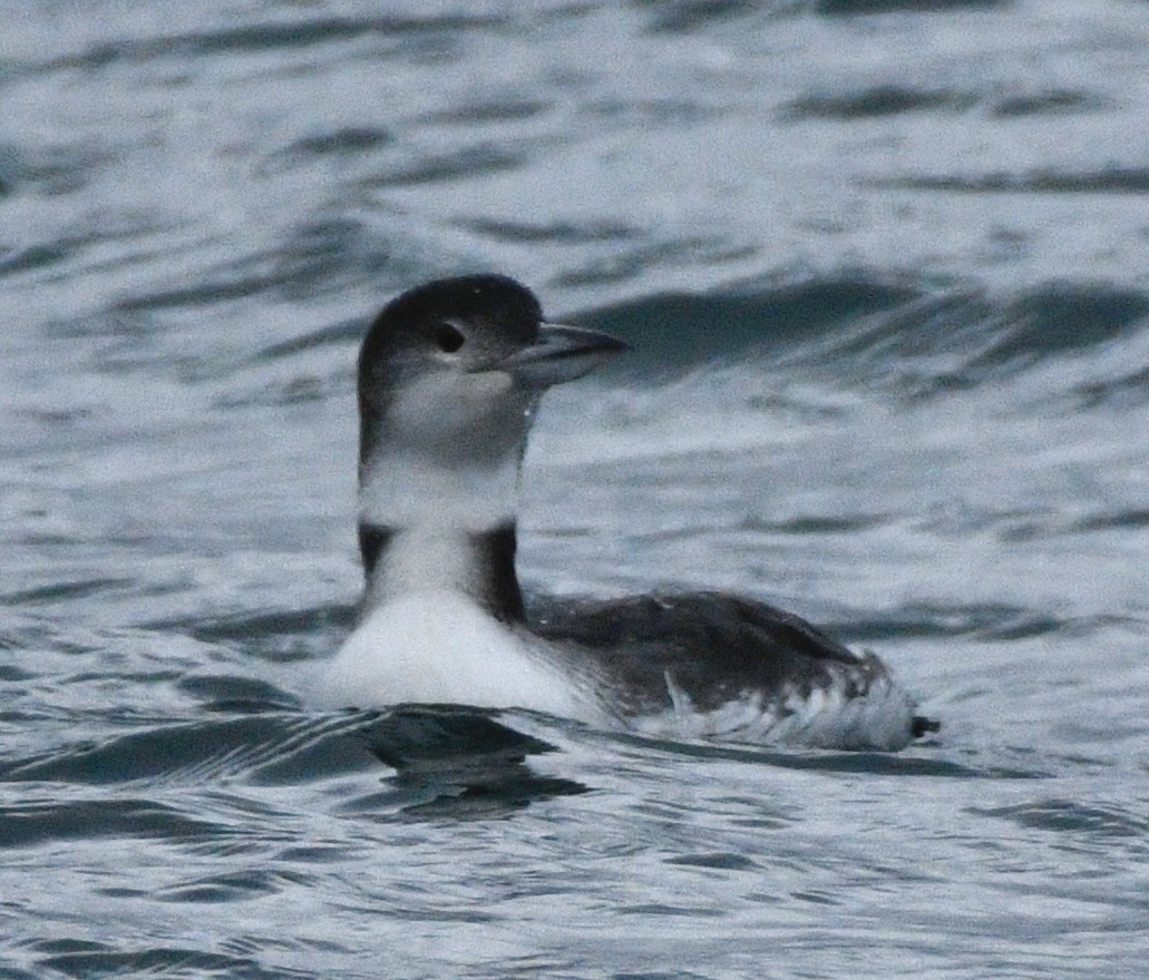 Buz Dalgıcı - ML647530338