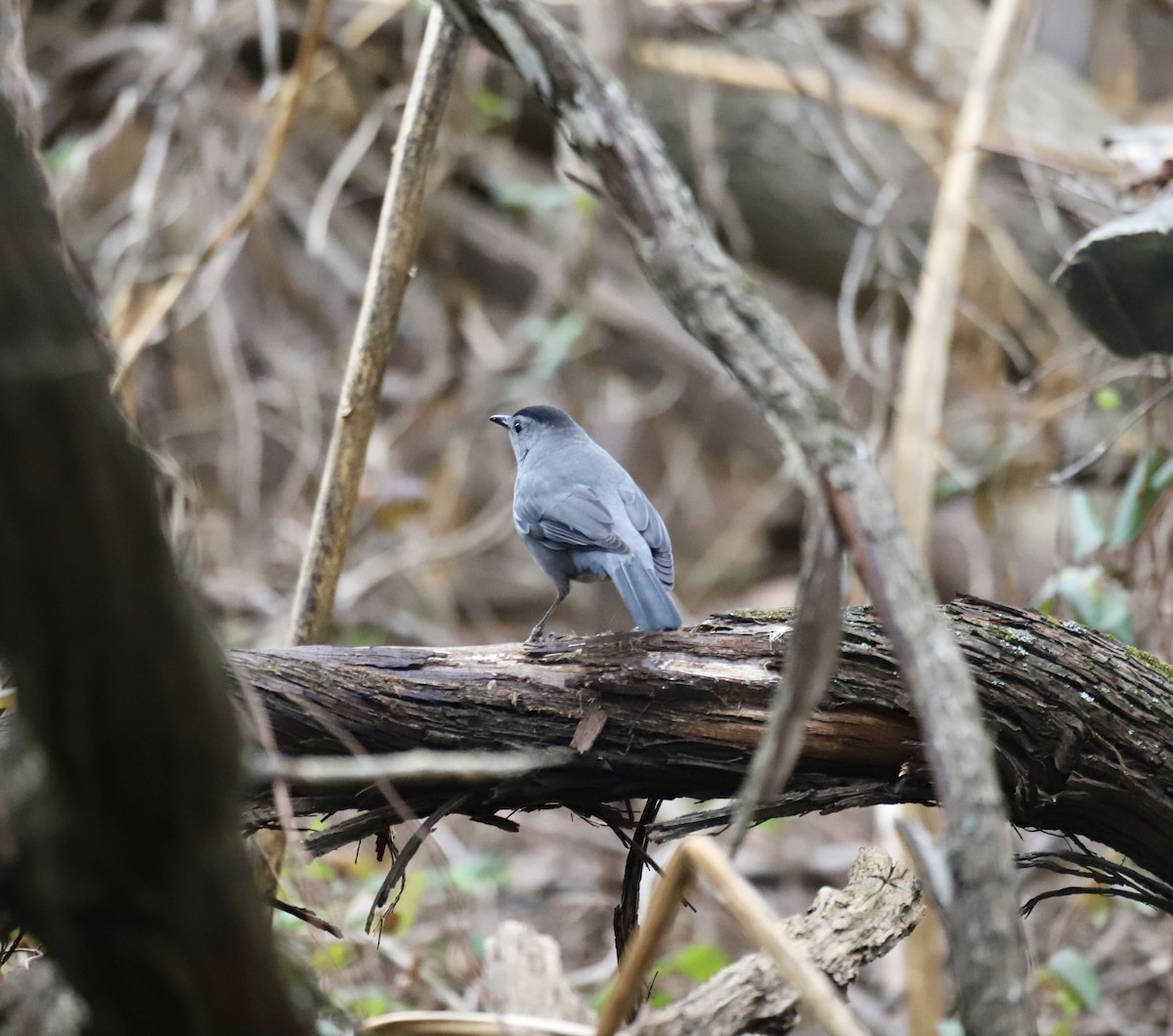 Gray Catbird - ML647530352