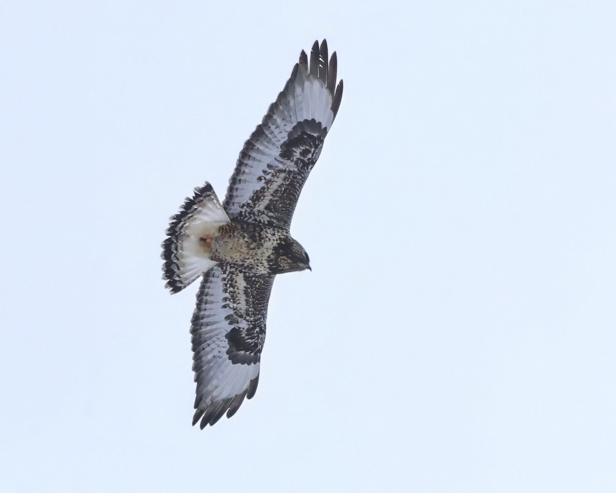 Rough-legged Hawk - ML647530381