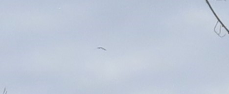 gull sp. - ML647530386