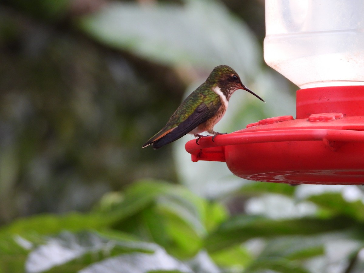 Volcano Hummingbird - ML647530405
