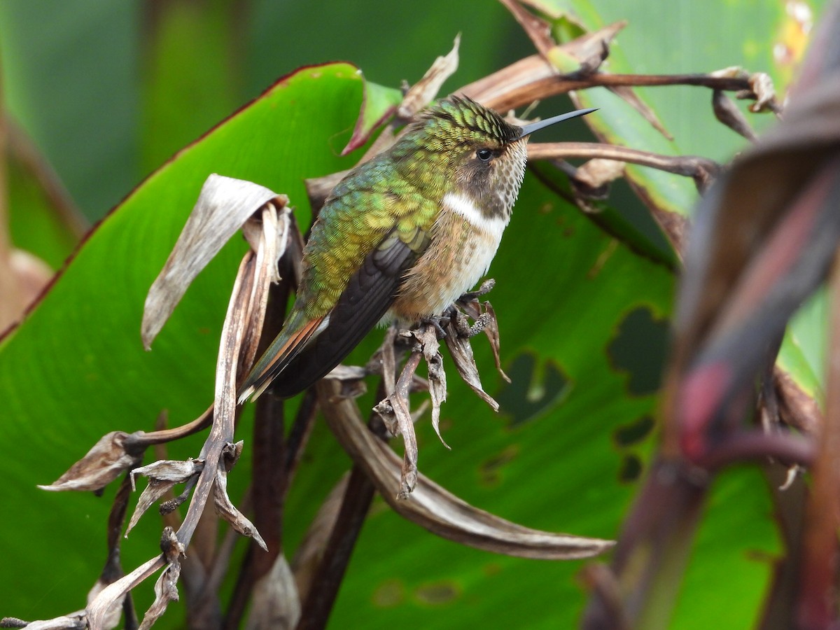 Volcano Hummingbird - ML647530408