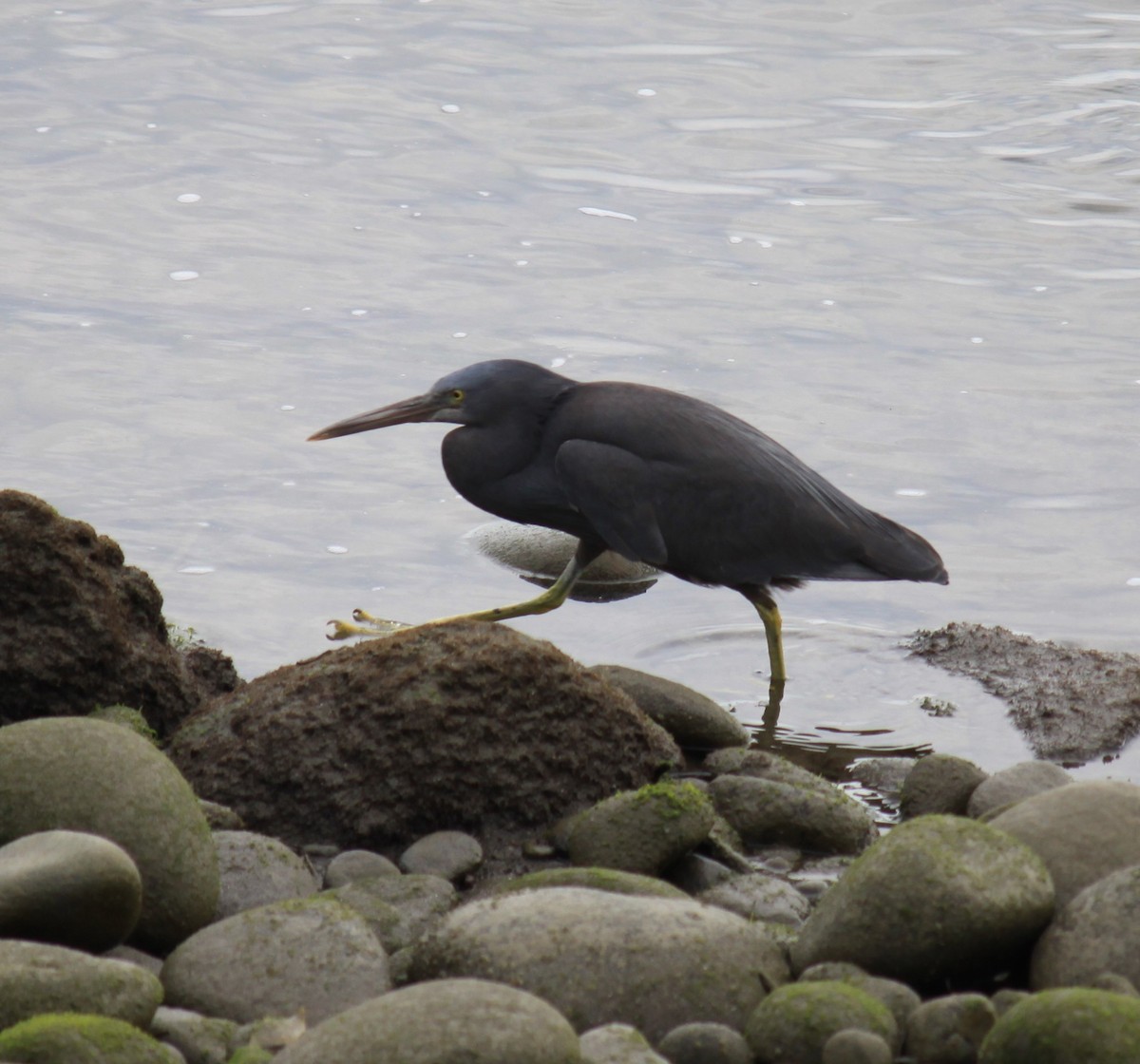 Aigrette sacrée - ML647530420