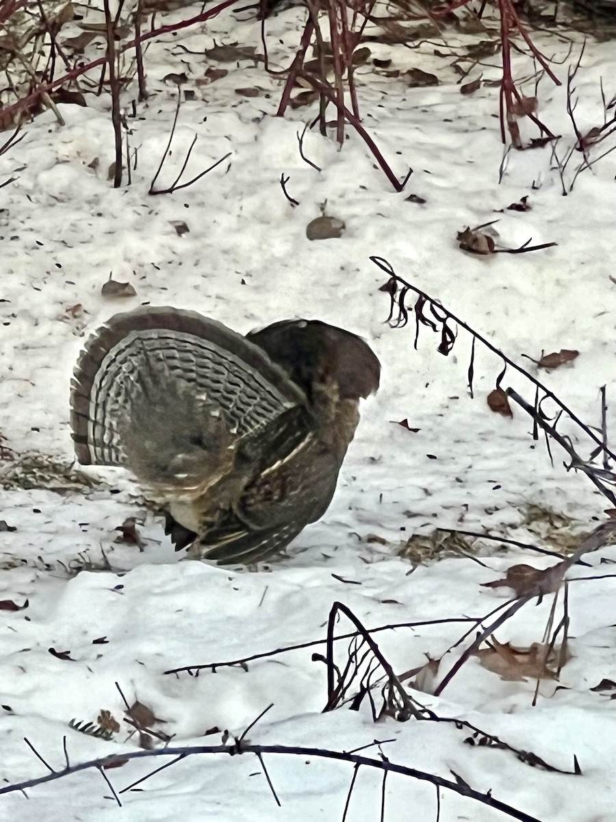 Gélinotte huppée - ML647530422