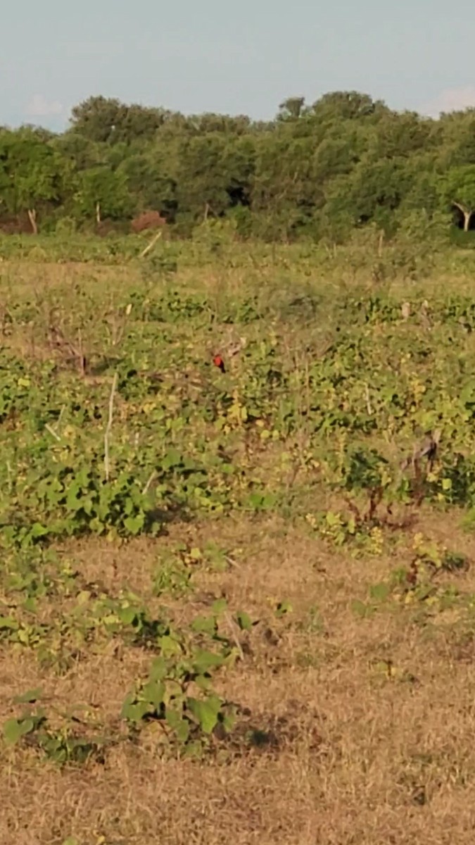 Sturnelle à sourcils blancs - ML647530423