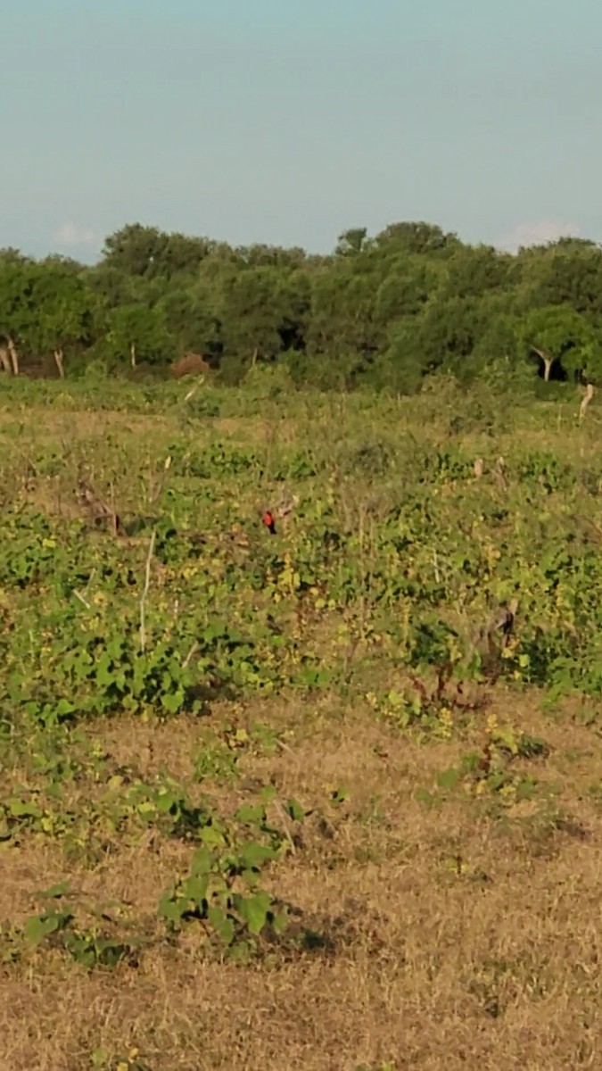 Sturnelle à sourcils blancs - ML647530424