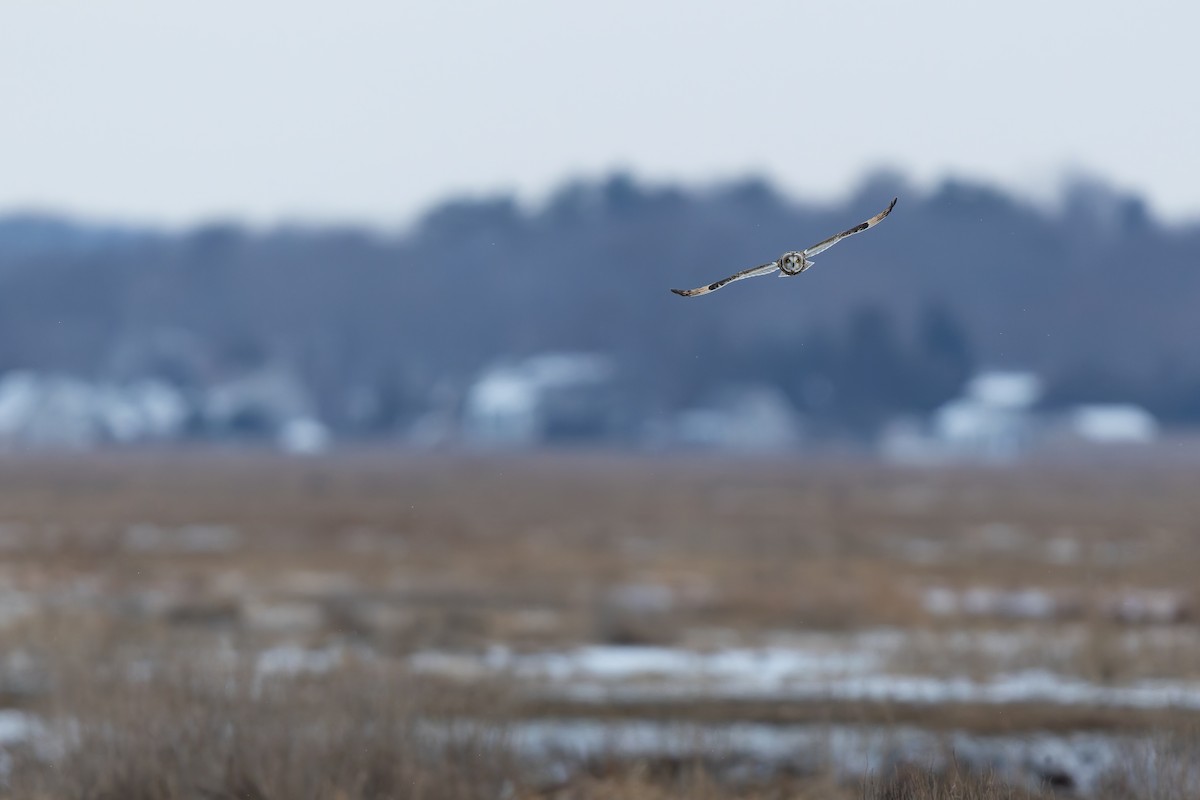 Hibou des marais - ML647530426