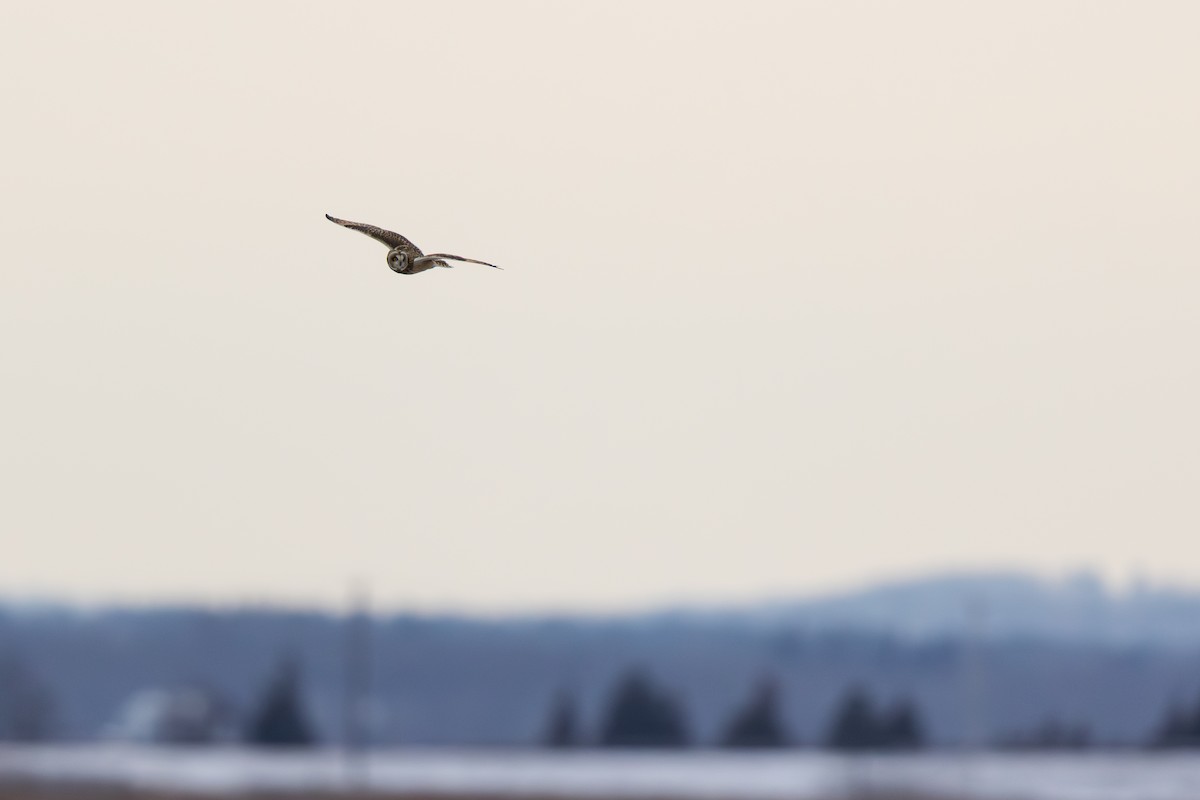 Hibou des marais - ML647530427