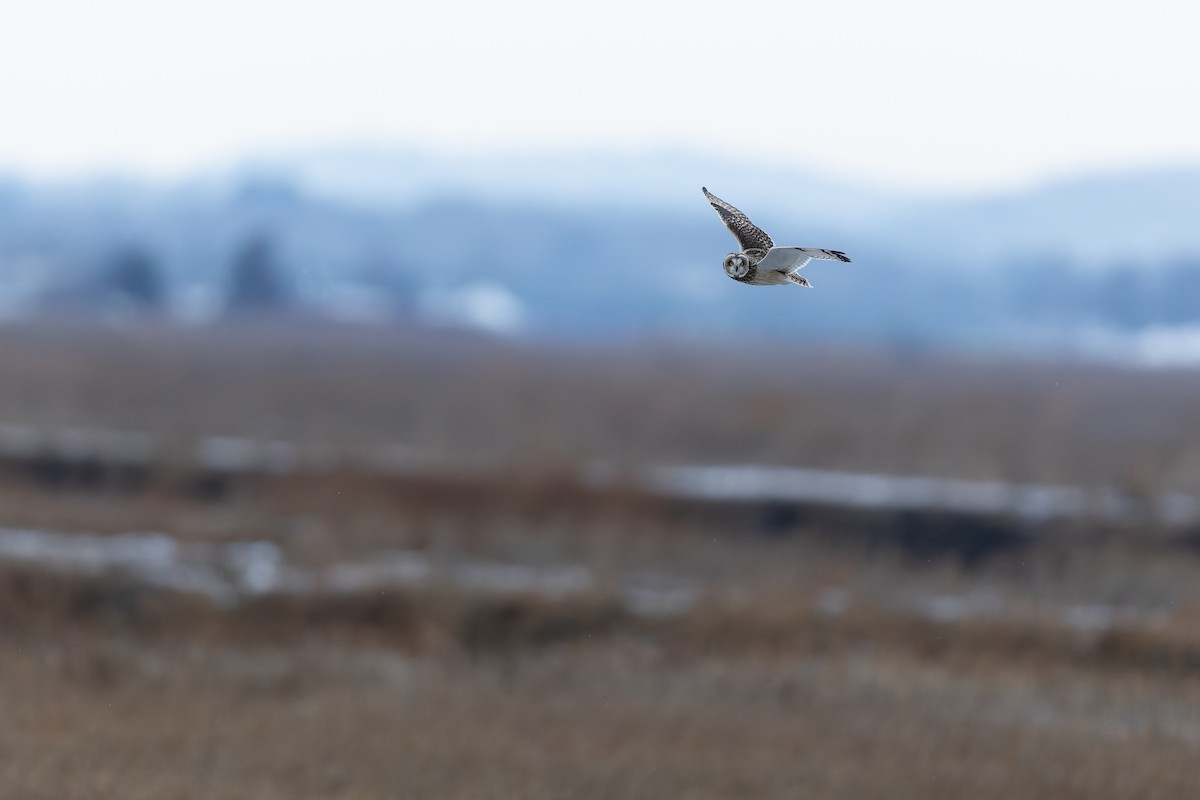 Hibou des marais - ML647530428