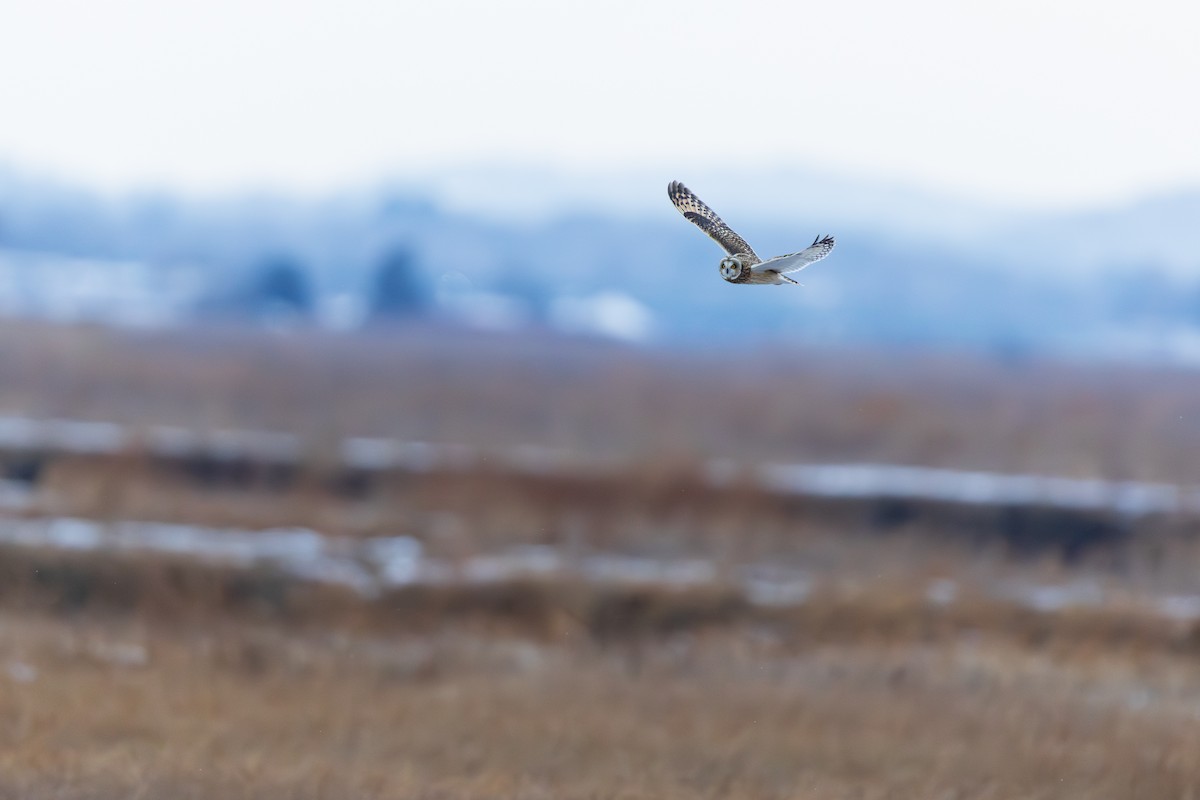 Hibou des marais - ML647530429