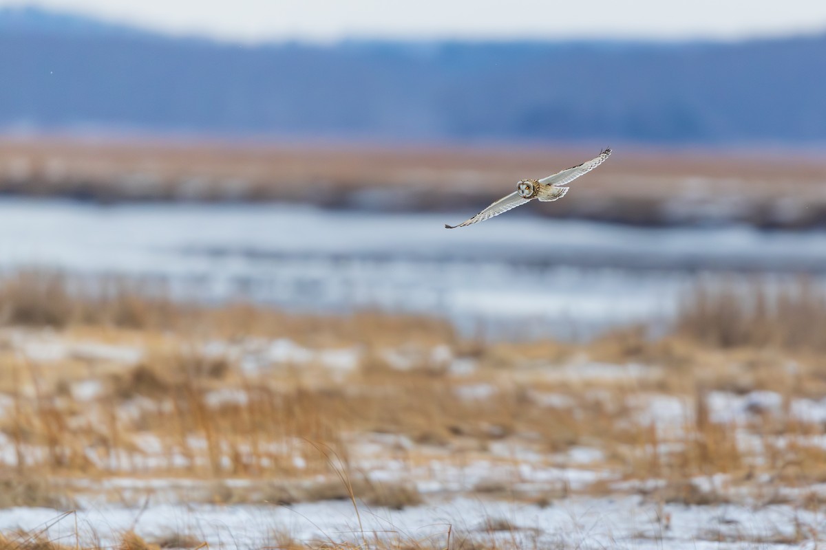 Hibou des marais - ML647530430